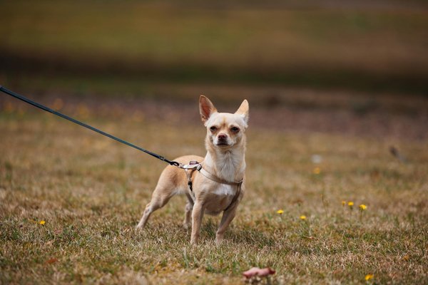 Welche Arten von Haustieren sind am pflegeleichtesten?